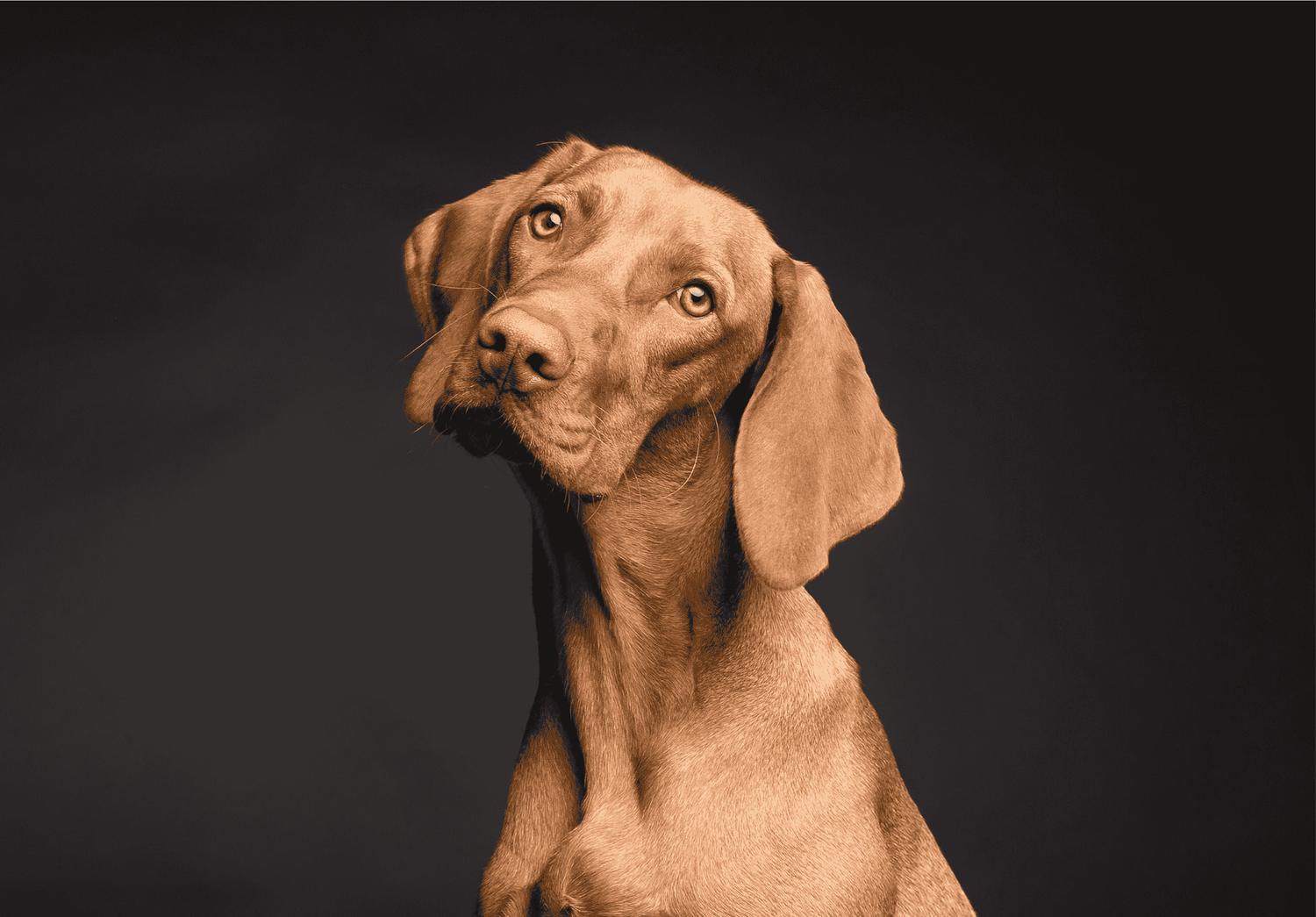 Alle honden producten