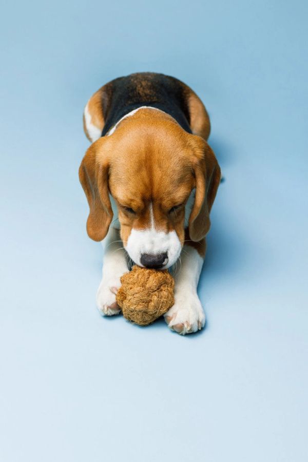 Ball of coconut fiber