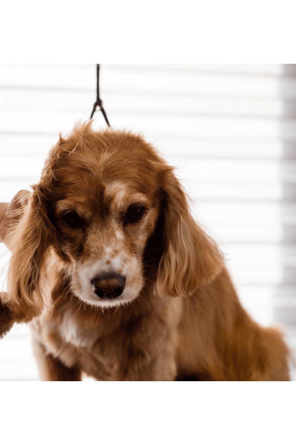 Dog Brush Bamboo 15.4 x 10.4 cm - Per piece